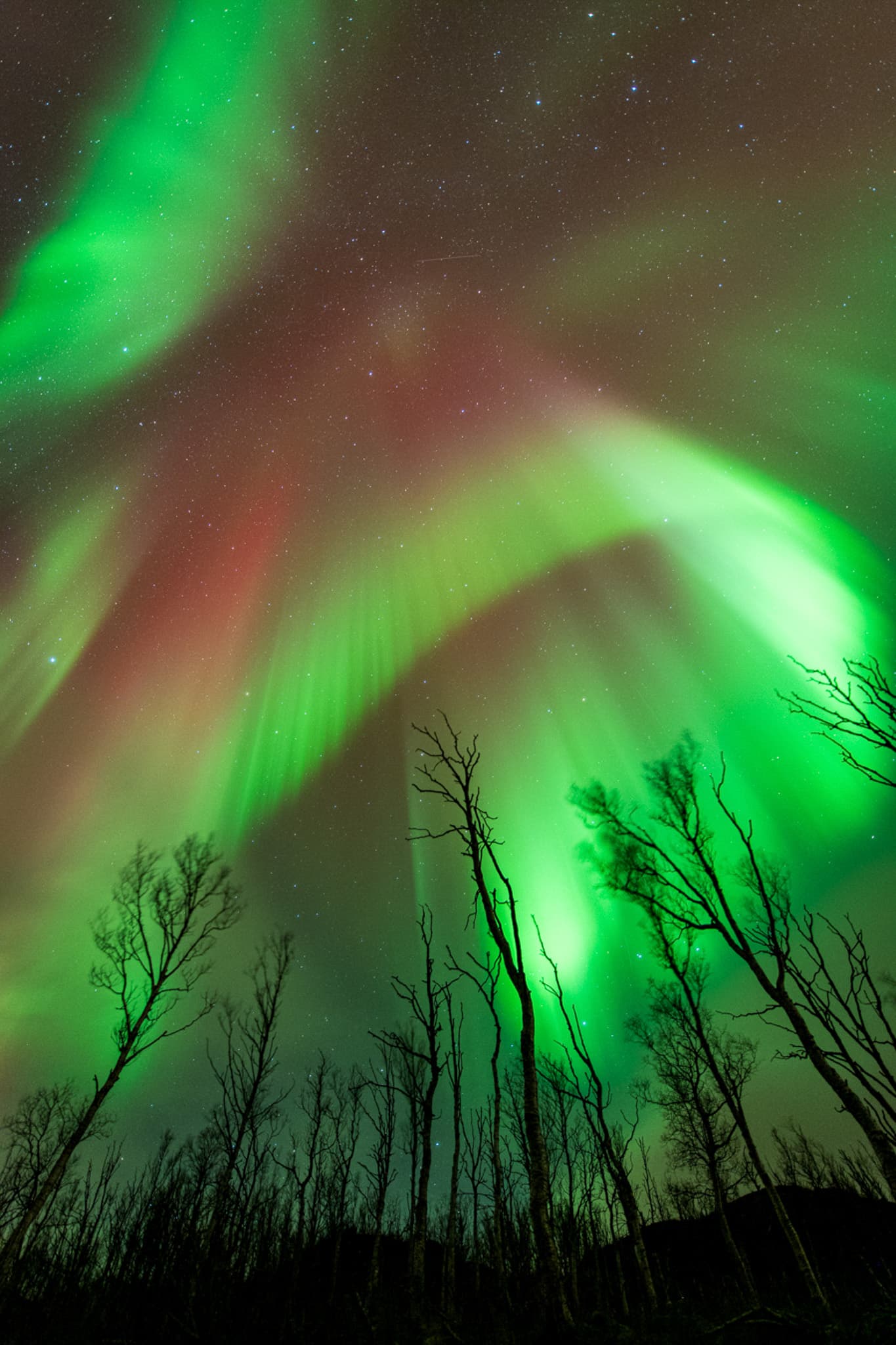 Green and red aurora sweeping above silhouetted winter trees